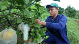 Phục hồi bền vững cây có múi vùng Bắc Trung Bộ