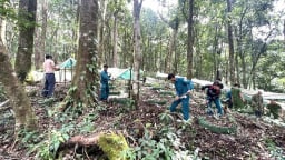 Khôi phục vườn sâm Ngọc Linh sau ảnh hưởng bão số 3