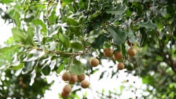 Để mắc ca trở thành cây trồng chiến lược