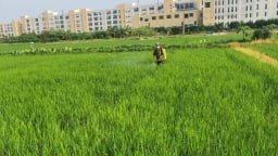 Cỏ dại gây hại lúa mùa và biện pháp khắc phục