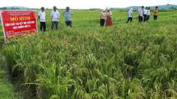 Trồng lúa hữu cơ, gọi rươi trở về