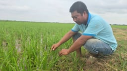 Lúa vụ mùa 'ốm yếu' do thời tiết bất thuận, sâu bệnh gia tăng