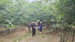 Trồng tre lục trúc hữu cơ, cây bền khỏe, măng giòn ngọt