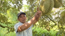Khuyến nông Khánh Hòa xây dựng 2 mô hình thâm canh sầu riêng VietGAP