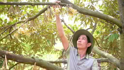 Lâm Đồng siết chặt chất lượng sầu riêng xuất khẩu