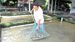 Giá cá giống ở ĐBSCL tăng cao đầu mùa lũ