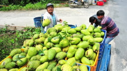 'Vùng đất vàng’ của nông nghiệp hàng hóa