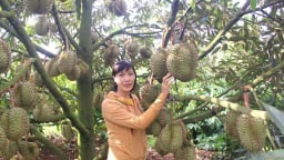 Trồng xen cà phê, hồ tiêu và sầu riêng, cây nào cũng năng suất 'đỉnh'