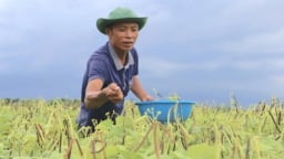 Đậu xanh 12ĐX02 – ‘hoa khôi’ trên vùng đất bạc màu