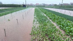 Nghệ An: Hàng trăm ha rau bị ngập do mưa lớn