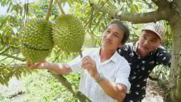 Chuyên gia thông tin bất ngờ về nguyên nhân gây tồn dư Cadimi trên sầu riêng
