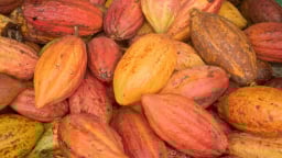 Ca cao miền Tây chuyển sang hướng hữu cơ