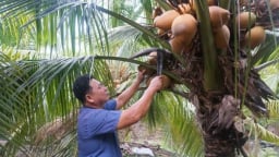 Hợp tác xã dừa hữu cơ ‘thách thức định kiến’
