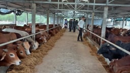 Tận dụng phụ phẩm nuôi bò quy mô lớn