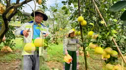Khẩn trương thu hoạch 'đệ nhất danh quả' né mùa mưa bão, đón rằm tháng 7