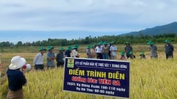 Giống lúa Tiên Sa ghi điểm trên đất Khánh Hòa