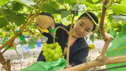 Nho sữa Hàn Quốc bén rễ đất Quảng Ninh