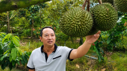 Nhà vườn Vĩnh Long đánh giá gì về giống sầu riêng Black Thorn?