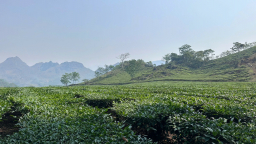 Định vị giá trị chè Lai Châu