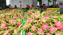 Tận dụng vỏ thanh long chiết xuất mỹ phẩm