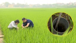 Vĩnh Phúc triển khai 1.000ha lúa giảm phát thải