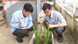 Kiên Giang và mục tiêu 100.000 ha cây trồng ứng dụng IPHM