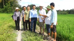 Hậu Giang thực hiện 137 mô hình khuyến nông thúc đẩy sản xuất nông nghiệp