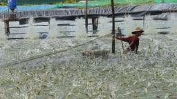 Sản lượng tôm nuôi tăng mạnh nhờ ứng dụng công nghệ cao