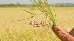 Triển vọng giống lúa TB99 trên đất Hậu Giang