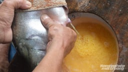 Độc đáo nghề 'vuốt bụng cá' kiếm tiền triệu mỗi ngày