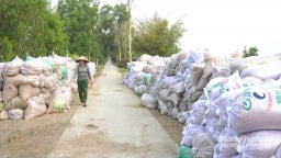 Nông dân đối mặt áp lực tiêu thụ lúa gạo trước bối cảnh giá lúa giảm