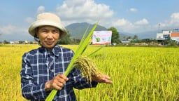 Lúa Hưng Long 555 chinh phục nông dân ngay lần đầu ra mắt