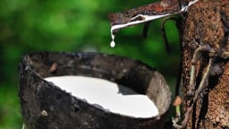 Giá cao su hôm nay 8/5/2025: Trong nước giảm nhẹ
