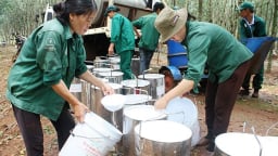 Giá cao su hôm nay 15/5/2025: Thị trường tăng khá mạnh