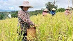 Giá lúa gạo hôm nay 2/5/2025: Đồng loạt đi ngang