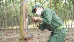 Giá cao su hôm nay 1/9/2025: Trong nước tăng, thế giới biến động trái chiều