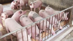 Giá heo hơi hôm nay 13/6/2025: Không có thay đổi mới