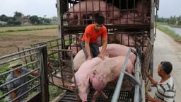 Giá heo hơi hôm nay 23/6/2025: Không đổi