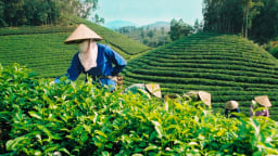 Ngành chè vẫn đối mặt với áp lực cạnh tranh và nhu cầu giảm