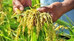 Giá lúa gạo hôm nay 5/5/2025: Thị trường vẫn trầm lắng