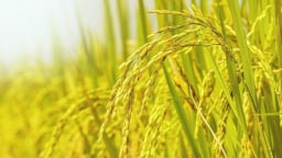 Giá lúa gạo hôm nay 10/5/2025: Ít biến động