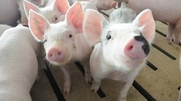 Giá heo hơi hôm nay 17/5/2025: Ba miền ít biến động