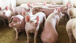 Giá heo hơi hôm nay 5/5/2025: Ba miền đứng yên
