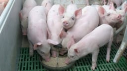 Giá heo hơi hôm nay 17/6/2025: Miền Nam giảm tới 2.000 đồng
