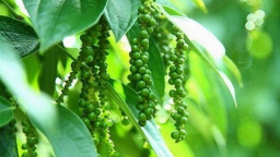 Giá tiêu hôm nay 18/4/2025: Nhích nhẹ ở Gia Lai