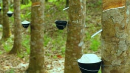 Giá cao su hôm nay 1/5/2025: Tiếp tục biến động nhẹ