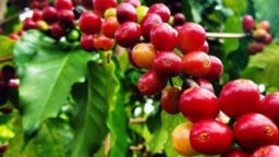 Giá cà phê hôm nay 19/6/2025: Robusta giảm sốc