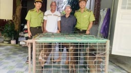 Một người dân cùng lúc bàn giao 3 cá thể khỉ mặt đỏ quý hiếm