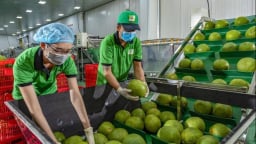 Australia hoàn tất khâu cuối, mở cửa chính ngạch cho bưởi tươi Việt Nam
