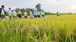Giống lúa của Vinaseed mục tiêu đạt 10 nghìn ha tại Huế